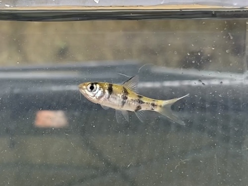 Melon barb (Desmopuntius johorensis) — Cyprinidae — 5