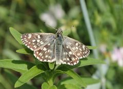 Muschampia tessellum