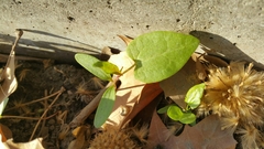 Fallopia convolvulus