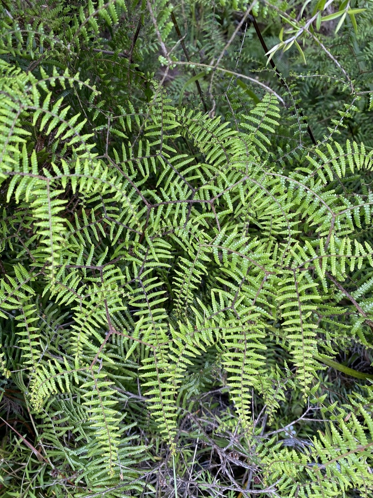 scrambling coral-fern