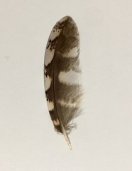 Otus scops
