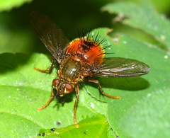 Adejeania