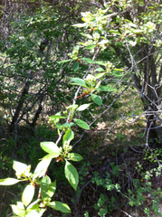 Crataegus rivularis
