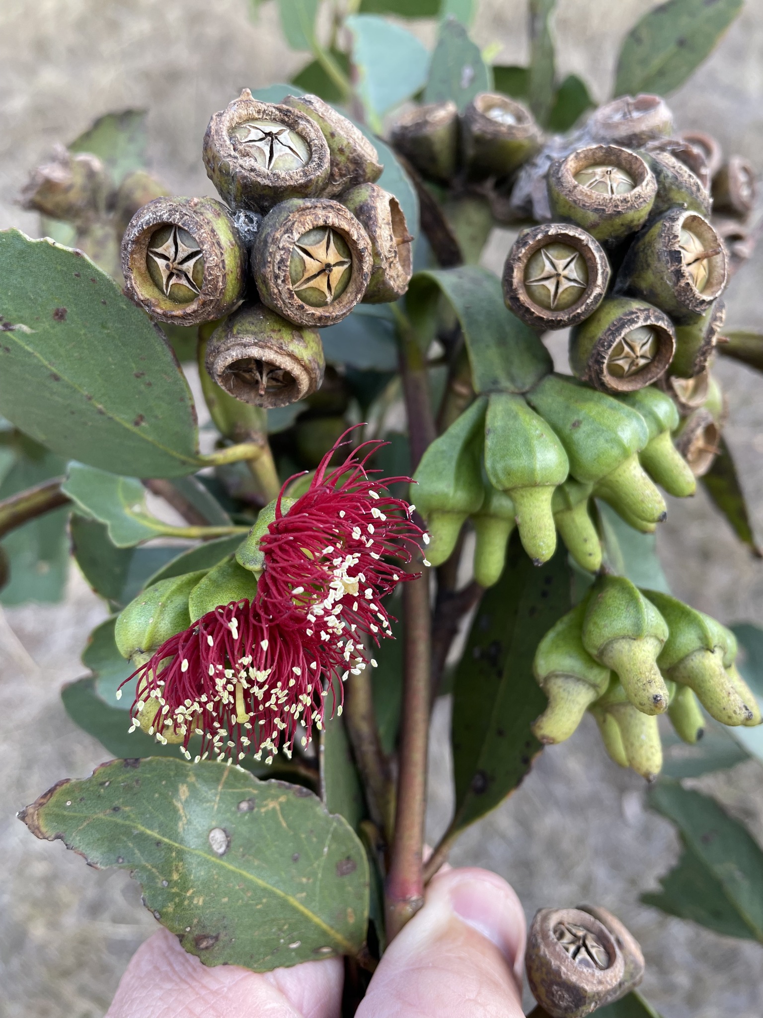 Eucalyptus nutans