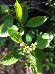 Crataegus rivularis