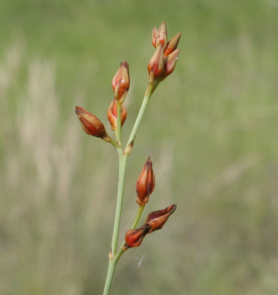 Haemodorum ensifolium