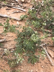 Ammoselinum popei