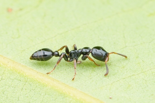 光亮细长蚁Tetraponera nitida