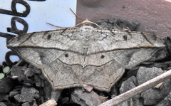 Chiasmia simplicilinea