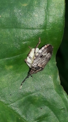 Antiteuchus tripterus