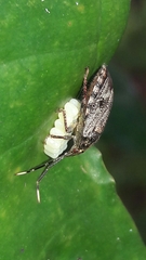 Antiteuchus tripterus