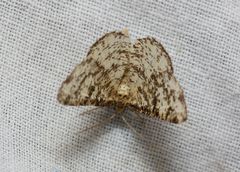 Heliomata glarearia