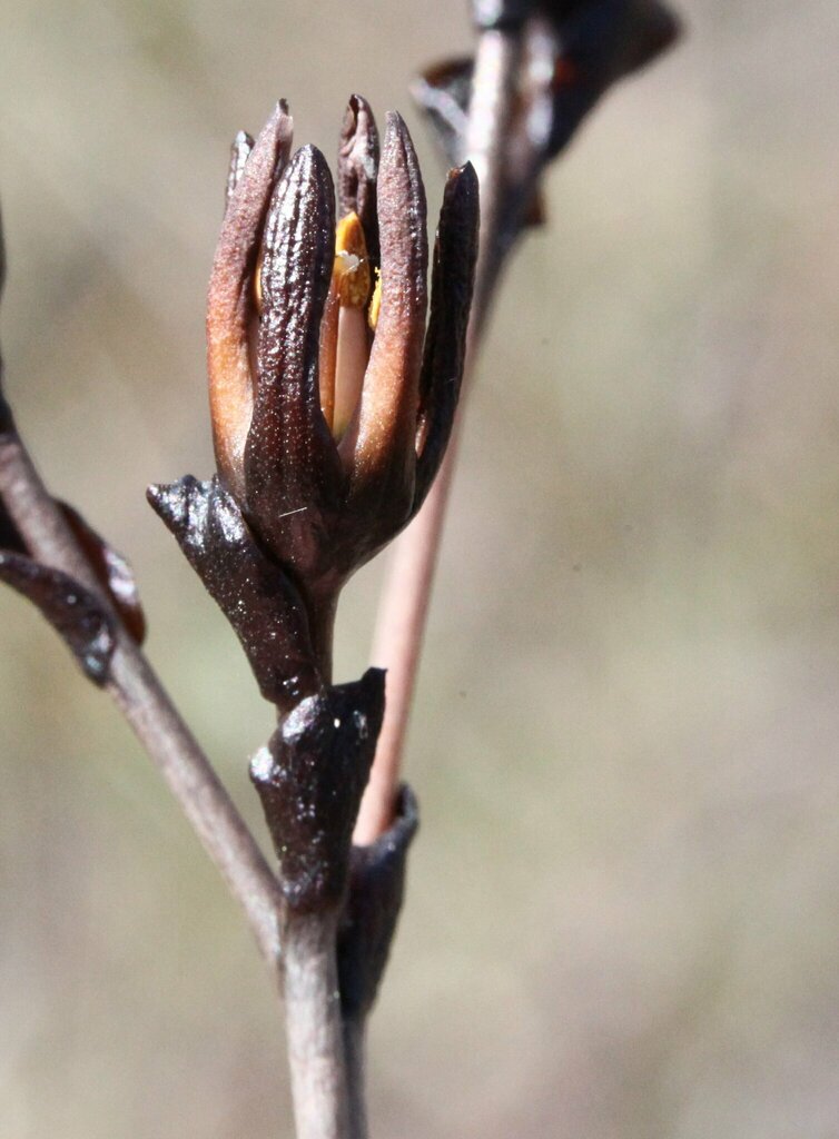Haemodorum sparsiflorum
