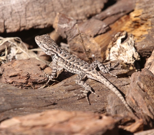 iNaturalist observation photo of Western Fence Lizard