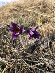 Pulsatilla montana