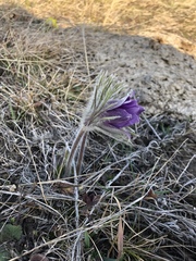 Pulsatilla montana