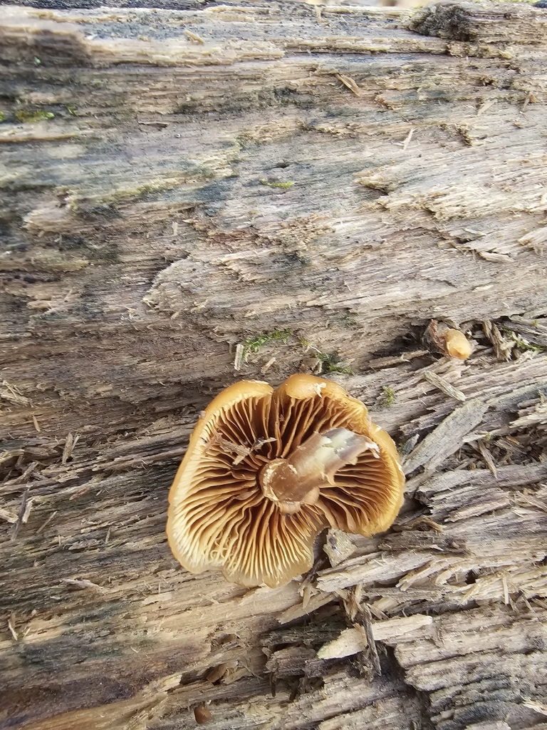 Funeral Bell from Overbrook, WV 26003, USA on October 31, 2023 at 0228