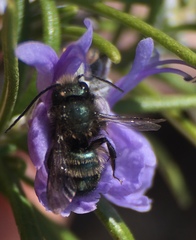 Osmia lignaria propinqua