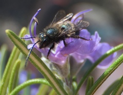 Osmia lignaria propinqua
