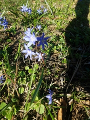 Scilla forbesii