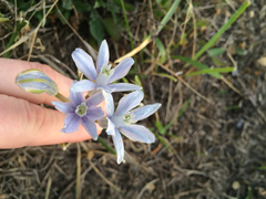 Androstephium coeruleum