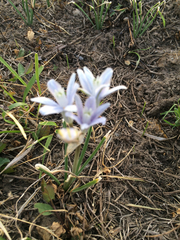 Androstephium coeruleum