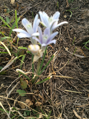Androstephium coeruleum