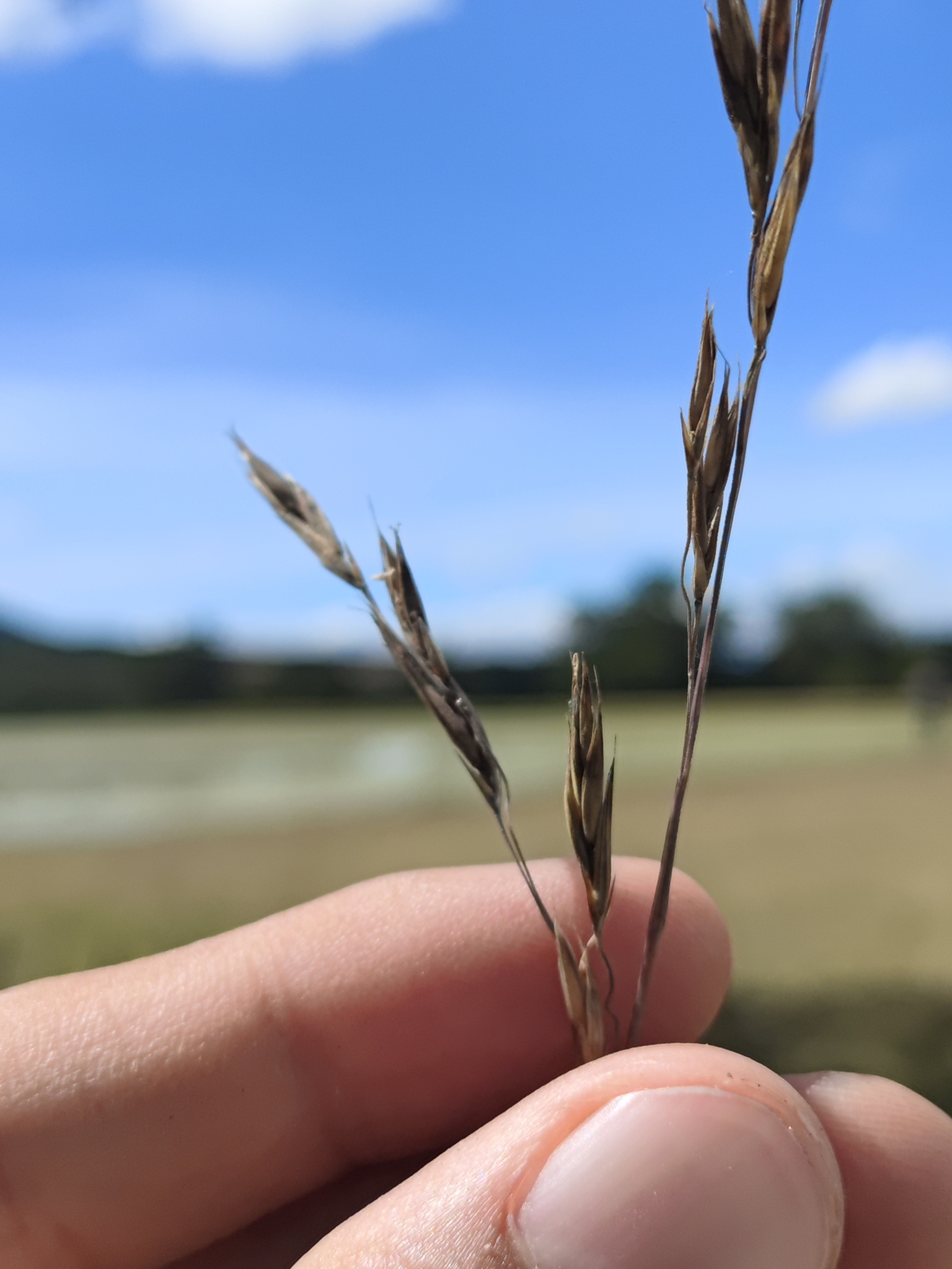 Festuca callosa