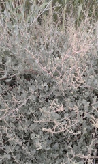 Atriplex vestita