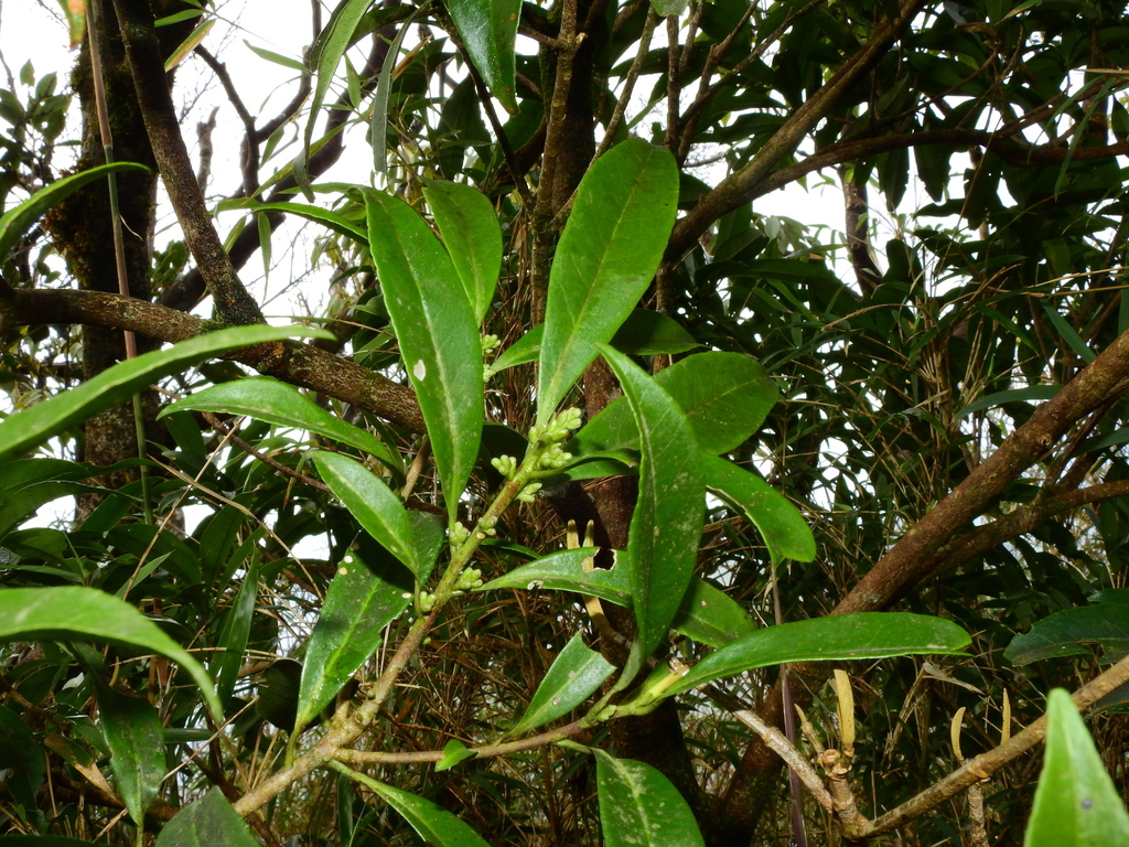 Symplocos wikstroemiifolia (Symplocos wikstroemiifolia)