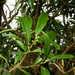 Symplocos wikstroemiifolia - Photo (c) Jacy Chen, algunos derechos reservados (CC BY), subido por Jacy Chen