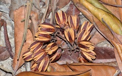 Ixonanthes reticulata