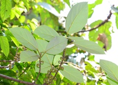 Ficus grossularioides