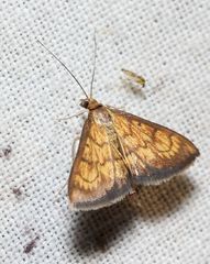 Ecpyrrhorrhoe rubiginalis