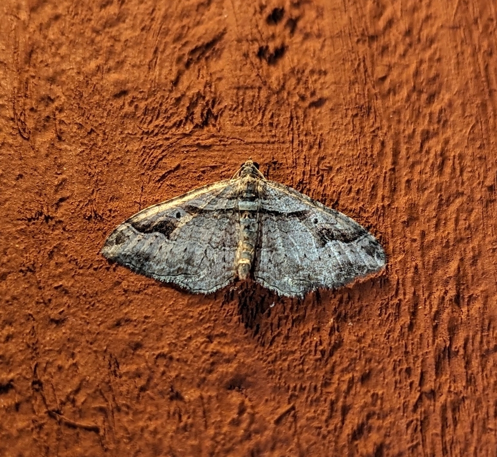 Hyponomeute du pommier (Costaconvexa centrostrigaria)