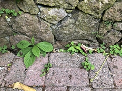 Alsophis rufiventris