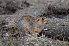 Spermophilus major