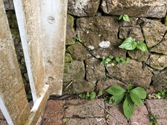 Alsophis rufiventris