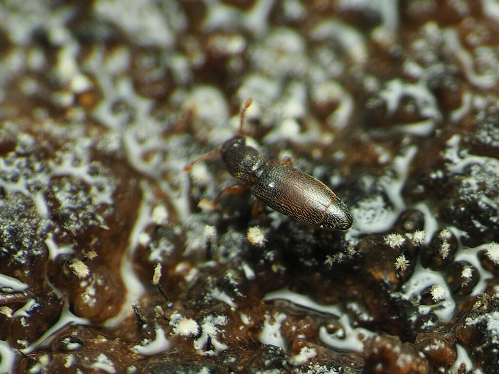Monotoma longicollis