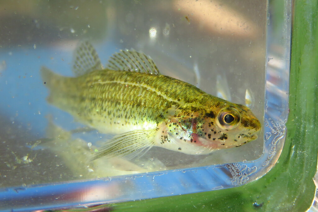 Swamp Darter from Seminole, FL, USA on October 31, 2023 at 12:55 PM by ...