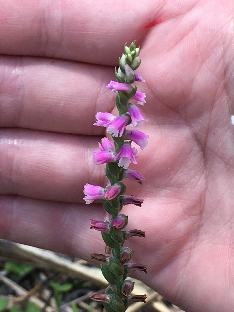 austral ladies'tresses in November 2023 by · iNaturalist