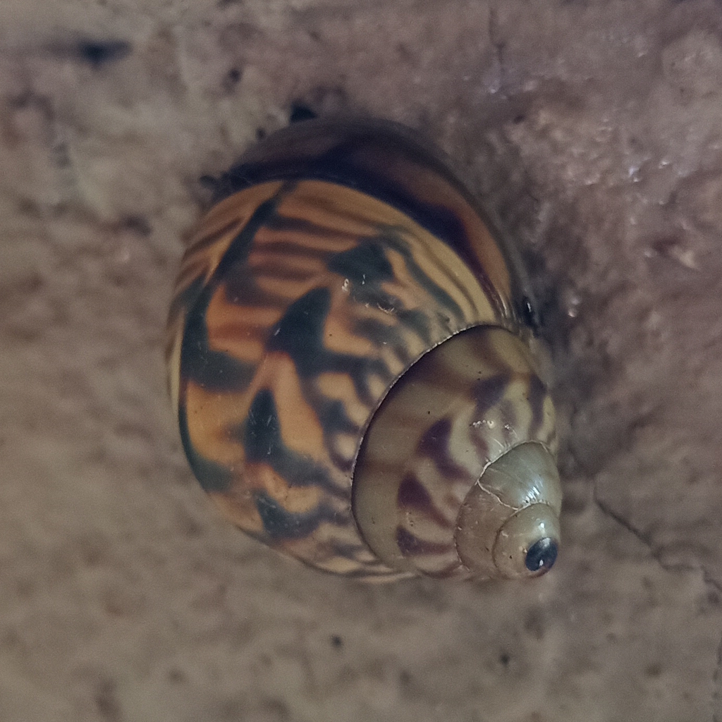 Orthalicus prototypus