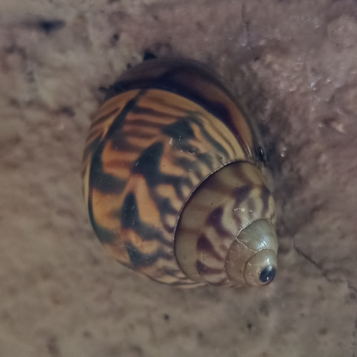 Orthalicus prototypus