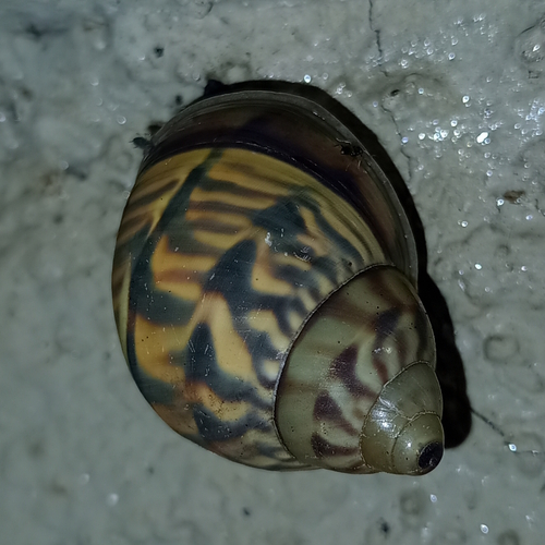 Orthalicus prototypus