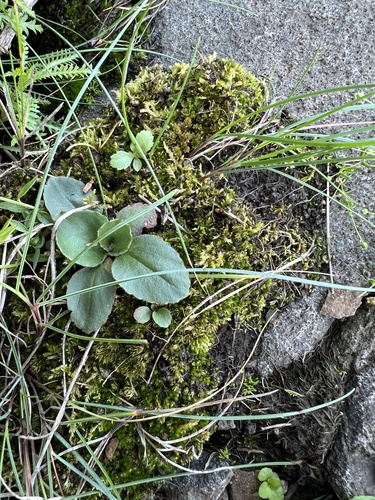 Saxifraga sachalinensis iNat (1)