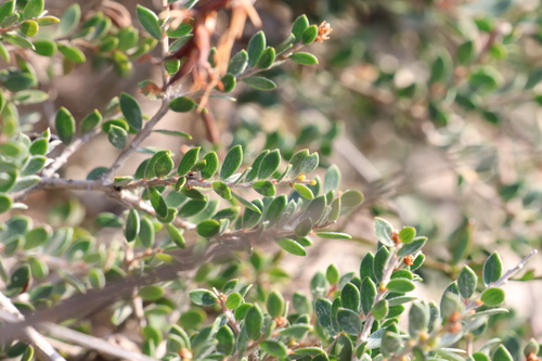 Image of Melaleuca thymoides by (c) Greg Tasney, some rights reserved (CC BY-SA)