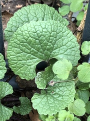 Alliaria petiolata