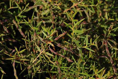 Image of Acacia cochlearis by (c) Greg Tasney, some rights reserved (CC BY-SA)