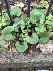 Alliaria petiolata