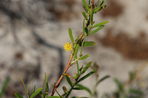 Image of Acacia cochlearis by (c) Greg Tasney, some rights reserved (CC BY-SA)